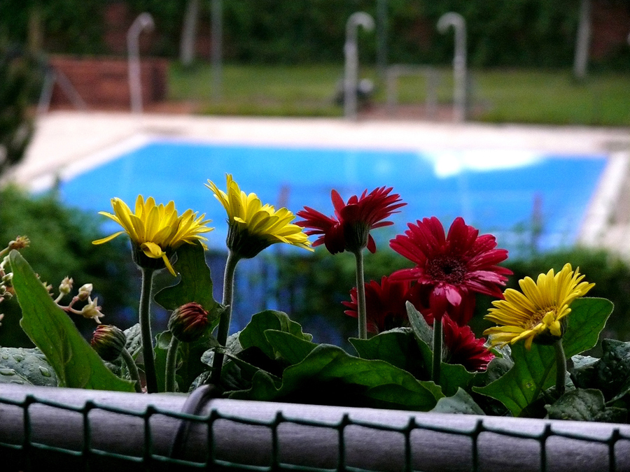 Piscinas que inspiran: ¡Celebramos la llegada de la primavera!